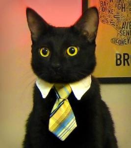 Cat in Tie